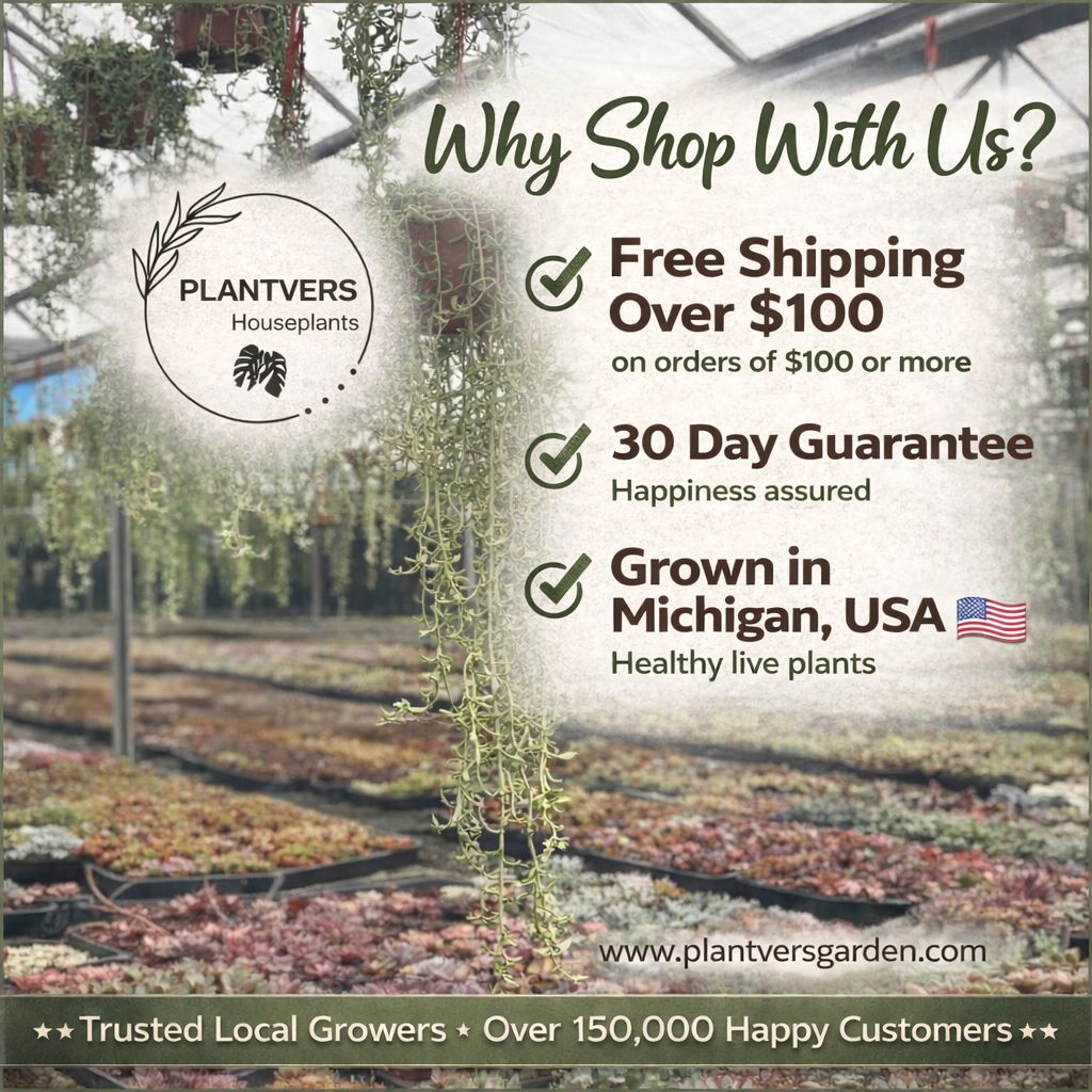 Scindapsus Silver Exotica