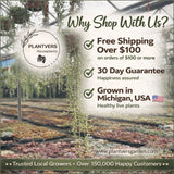 Scindapsus Silver Exotica