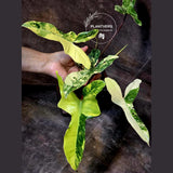 variegated billietia