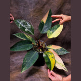 Yellow Congo Philodendron Variegated Live Plant - Super Rare Yellow Congo Indoor - Hard to Come By - Exact Same Plant - US Seller