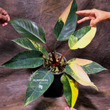 Yellow Congo Philodendron Variegated Live Plant - Super Rare Yellow Congo Indoor - Hard to Come By - Exact Same Plant - US Seller