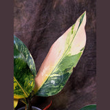 Yellow Congo Philodendron Variegated Live Plant - Super Rare Yellow Congo Indoor - Hard to Come By - Exact Same Plant - US Seller