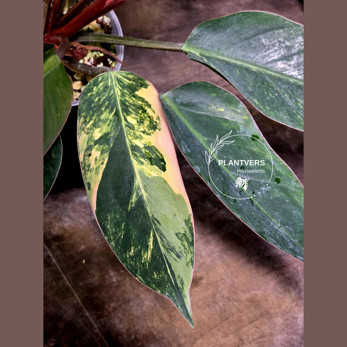 Yellow Congo Philodendron Variegated Live Plant - Super Rare Yellow Congo Indoor - Hard to Come By - Exact Same Plant - US Seller