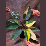 Yellow Congo Philodendron Variegated Live Plant - Super Rare Yellow Congo Indoor - Hard to Come By - Exact Same Plant - US Seller