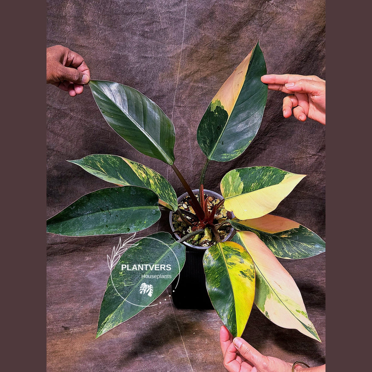 Yellow Congo Philodendron Variegated Live Plant - Super Rare Yellow Congo Indoor - Hard to Come By - Exact Same Plant - US Seller