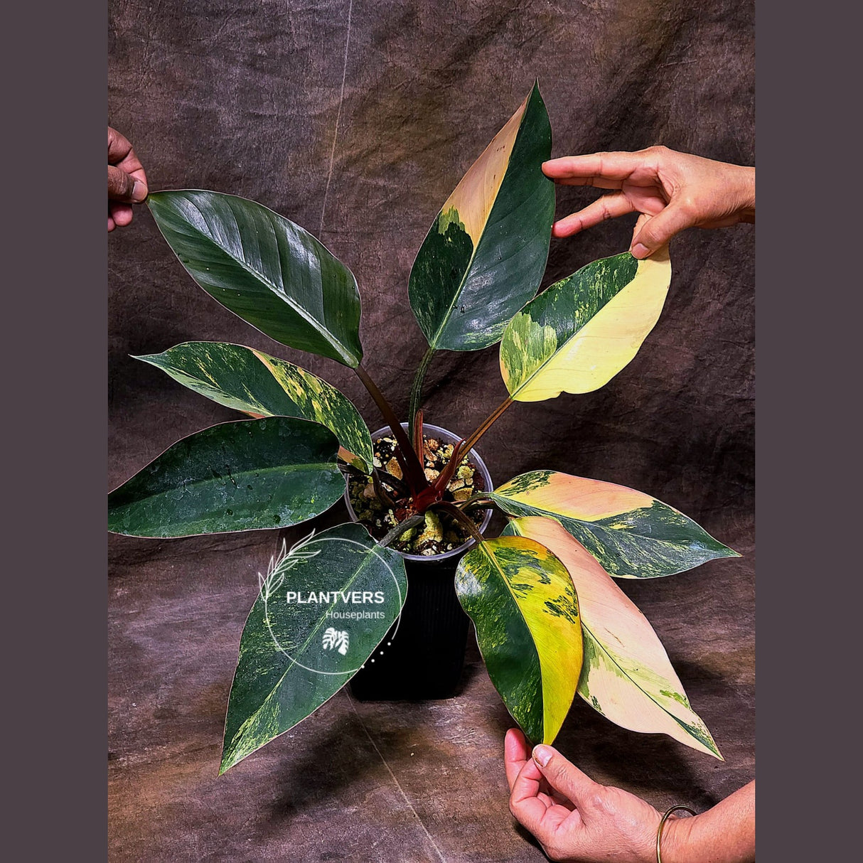Yellow Congo Philodendron Variegated Live Plant - Super Rare Yellow Congo Indoor - Hard to Come By - Exact Same Plant - US Seller