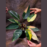 Yellow Congo Philodendron Variegated Live Plant - Super Rare Yellow Congo Indoor - Hard to Come By - Exact Same Plant - US Seller