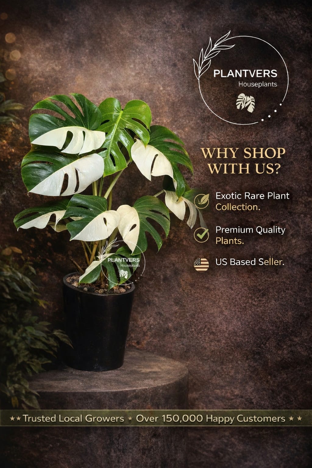 Monstera Adansonii Aurea High Variegated Swiss Cheese Premium Color Swiss - SAME Plant - US Seller