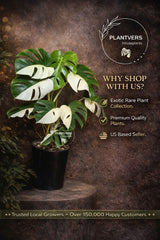 Monstera Adansonii Aurea High Variegated Swiss Cheese Premium Color Swiss - SAME Plant - US Seller