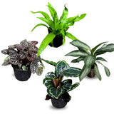 Live Indoor Plant Assortment - Set of 4 in 4” Pots - Mystery Plant Bundle Box - Monstera, Snake Plant, ZZ & More - Easy Care Low Light Houseplants