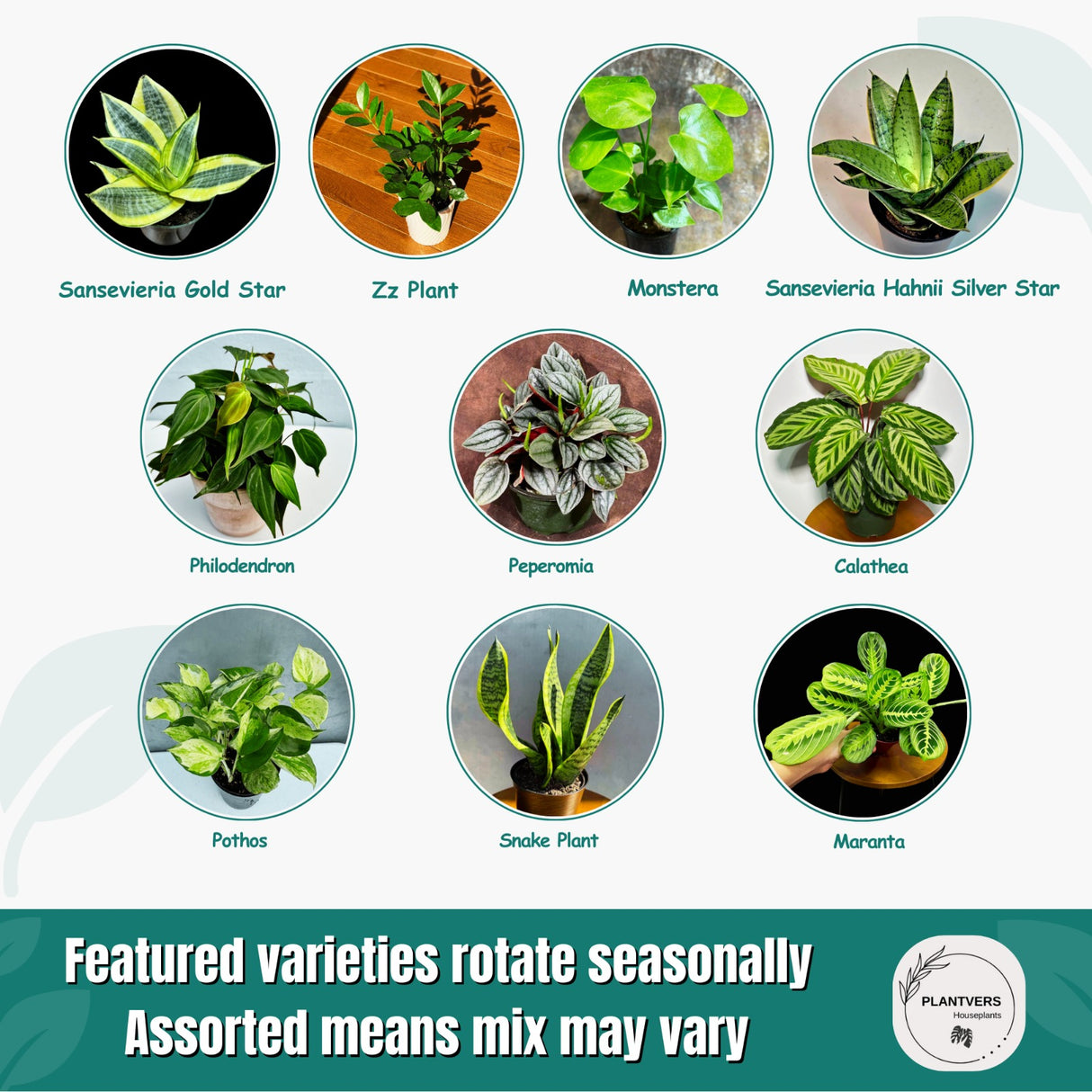 Live Indoor Plant Assortment - Set of 4 in 4” Pots - Mystery Plant Bundle Box - Monstera, Snake Plant, ZZ & More - Easy Care Low Light Houseplants