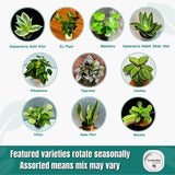 Live Indoor Plant Assortment - Set of 4 in 4” Pots - Mystery Plant Bundle Box - Monstera, Snake Plant, ZZ & More - Easy Care Low Light Houseplants