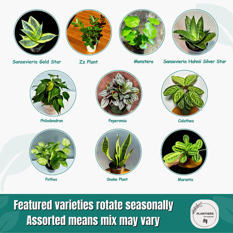 Live Indoor Plant Assortment - Set of 4 in 4” Pots - Mystery Plant Bundle Box - Monstera, Snake Plant, ZZ & More - Easy Care Low Light Houseplants