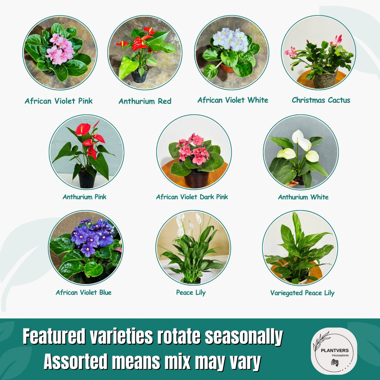 African violet plant