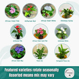 African violet plant
