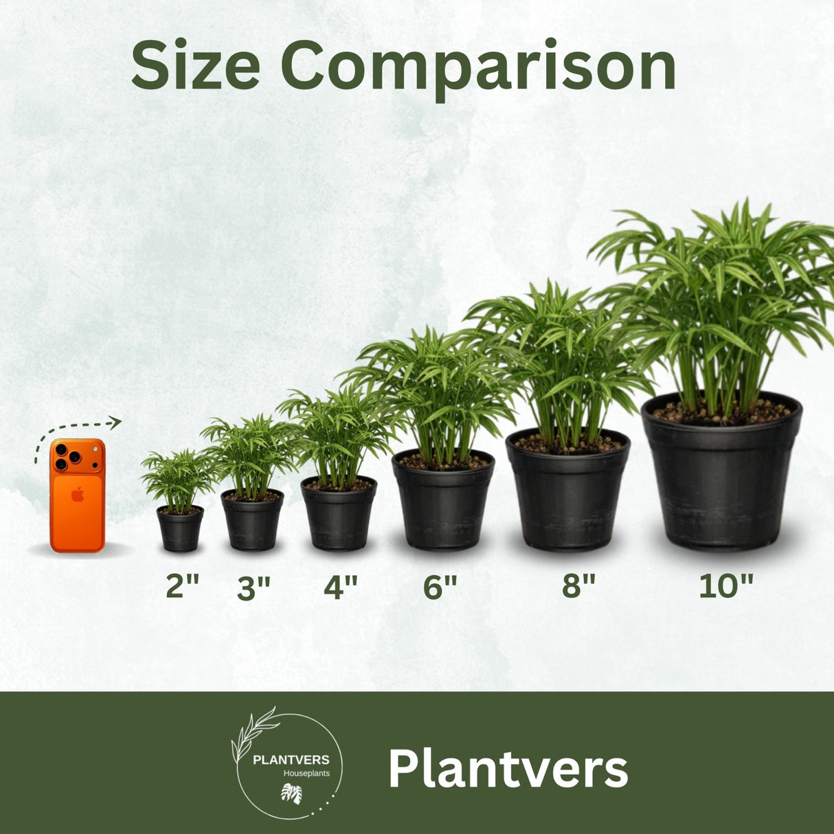 live houseplants