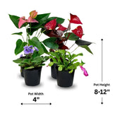 indoor plant
