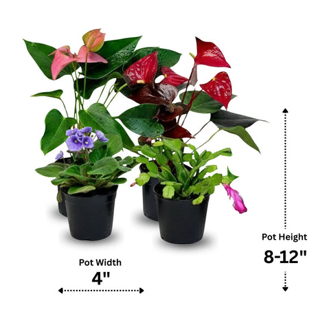 indoor plant