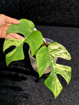 extremely rare plant