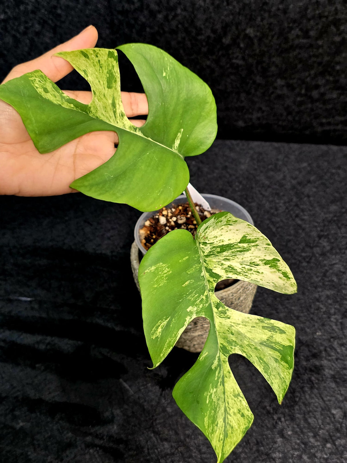collector plant