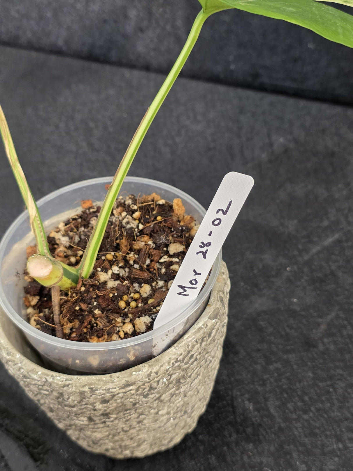 Super Rare  Rhaphidophora Tetrasperma Migma Variegated Live Plant - Well Rooted Plant - Extremely Rare Collector Aroid Plant - US Seller