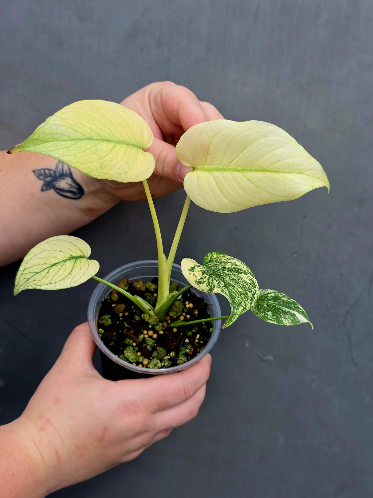 Monstera Mint Varigated