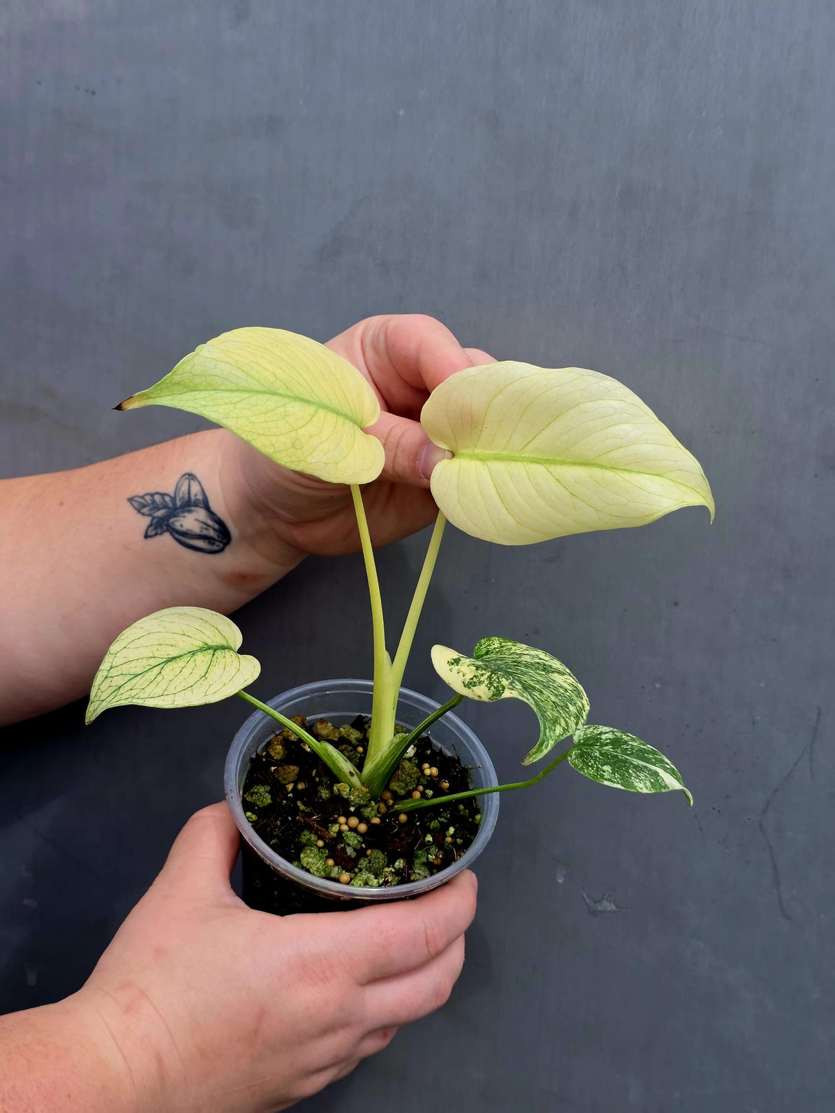  Monstera Mint Plant