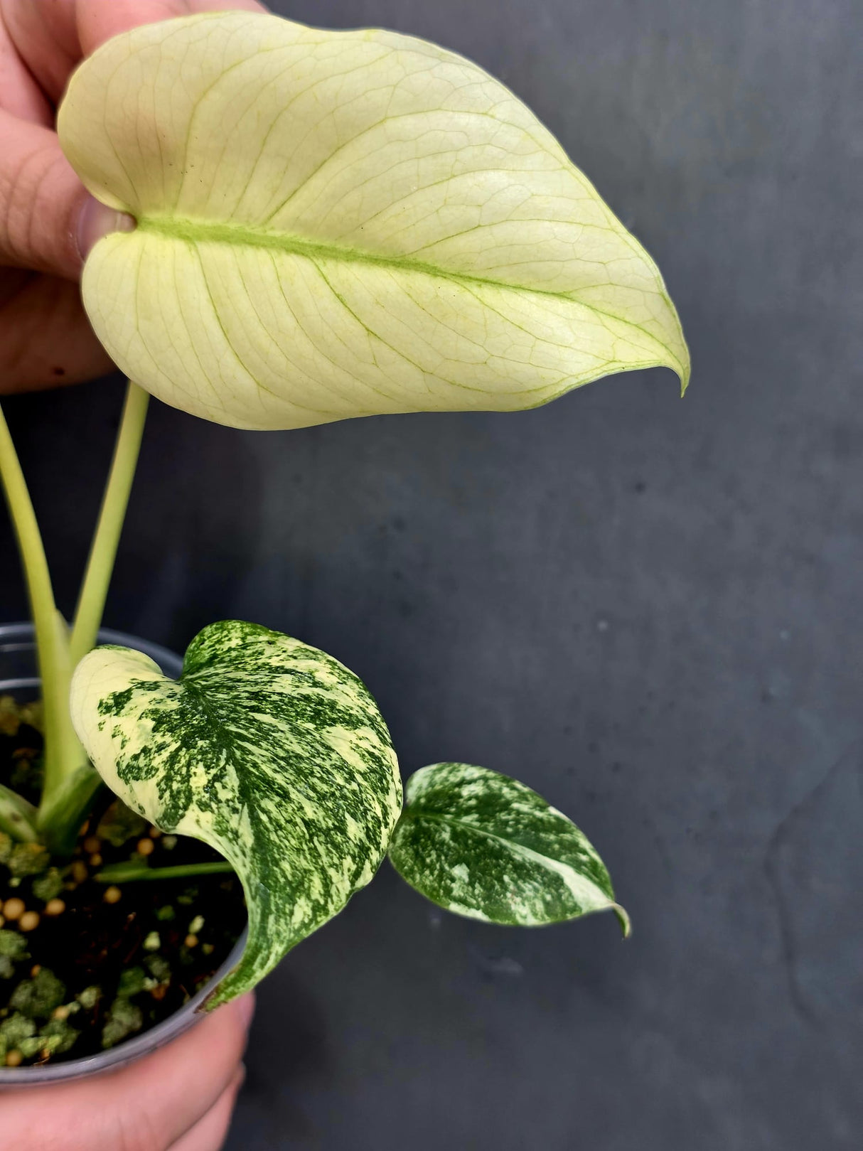 monstera deliciosa mint 