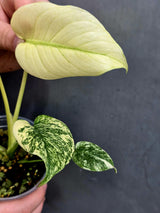 monstera deliciosa mint 