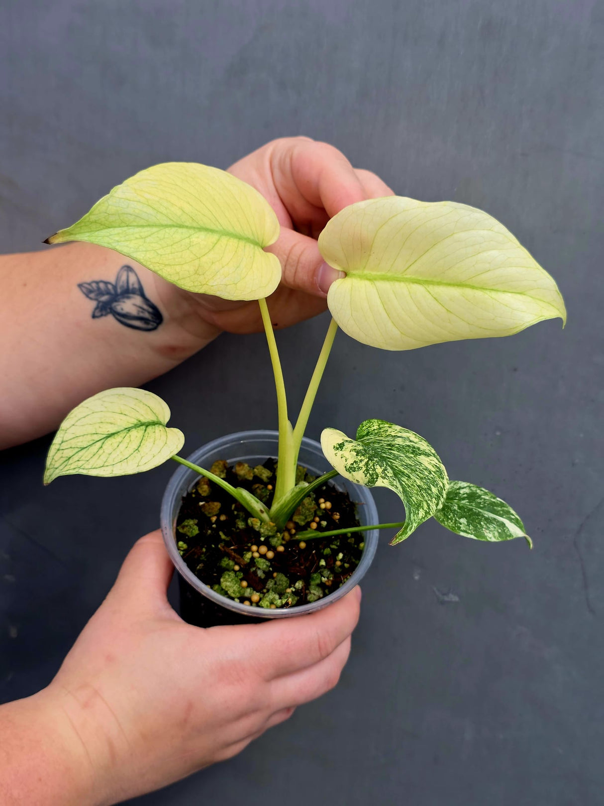 Super rare plant