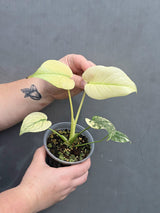 Variegated Monstera Mint Plant | Super rare mature monstera deliciosa mint EXACT Plant | US Seller