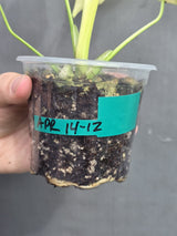 Monstera Mint Potted Plant