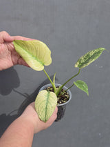 Monstera Mint Variegated