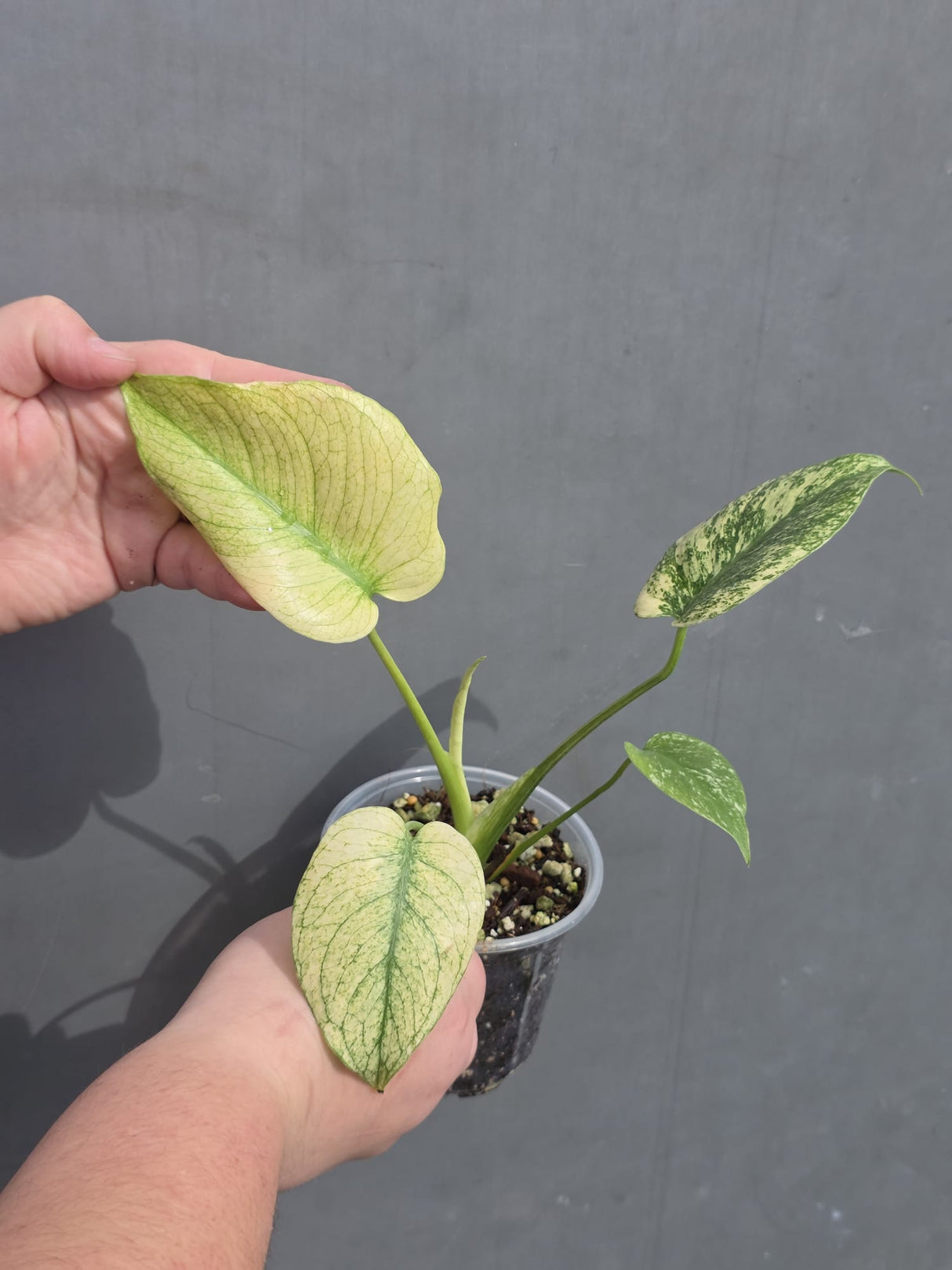 Variegated Monstera Mint 