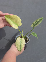 Variegated Live Plant