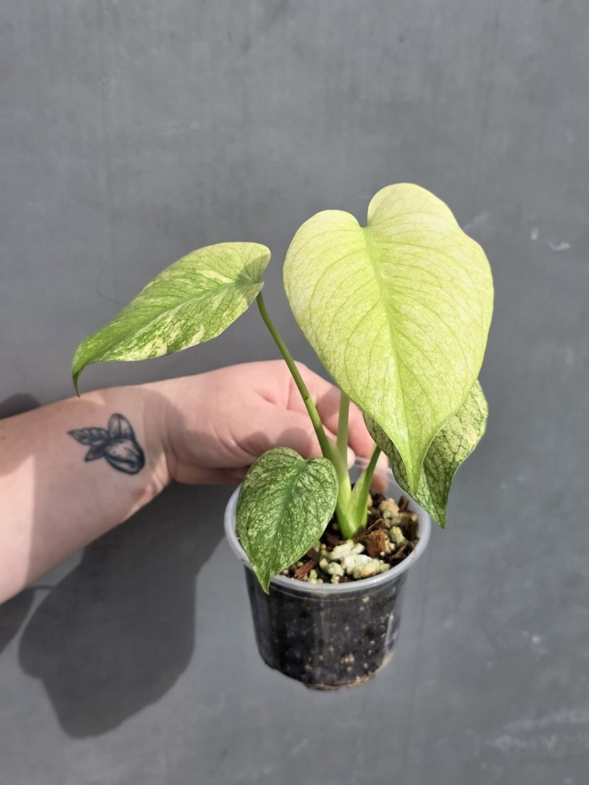 Live Monstera Mint Variegated 