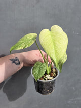 Live Monstera Mint Variegated 