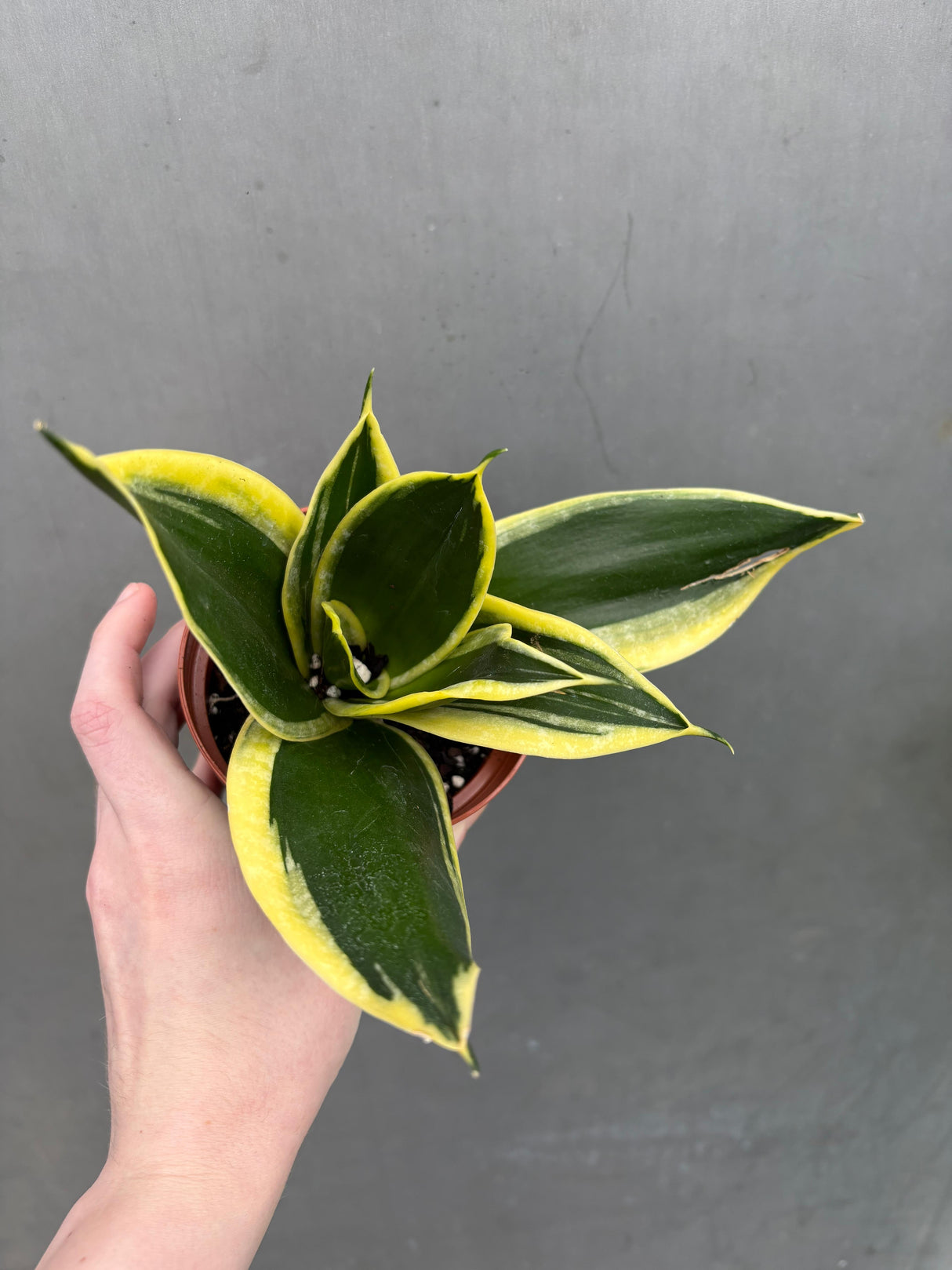 gold snake plant