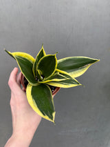 gold snake plant