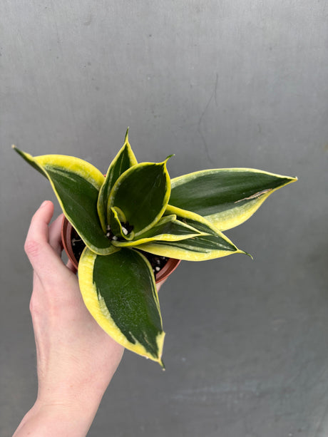 gold snake plant