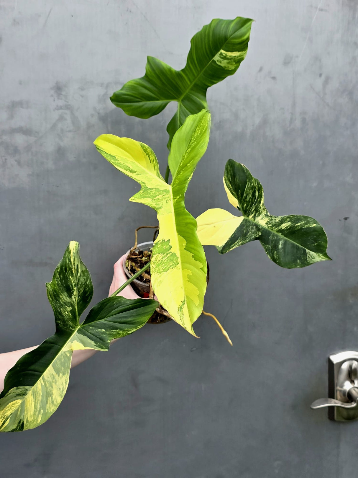 Philodendron Florida Beauty x Paraiso Verde in a Nursery Pot - Variegation Super Rare Collector EXACT Plant - Gift Plant - US Seller