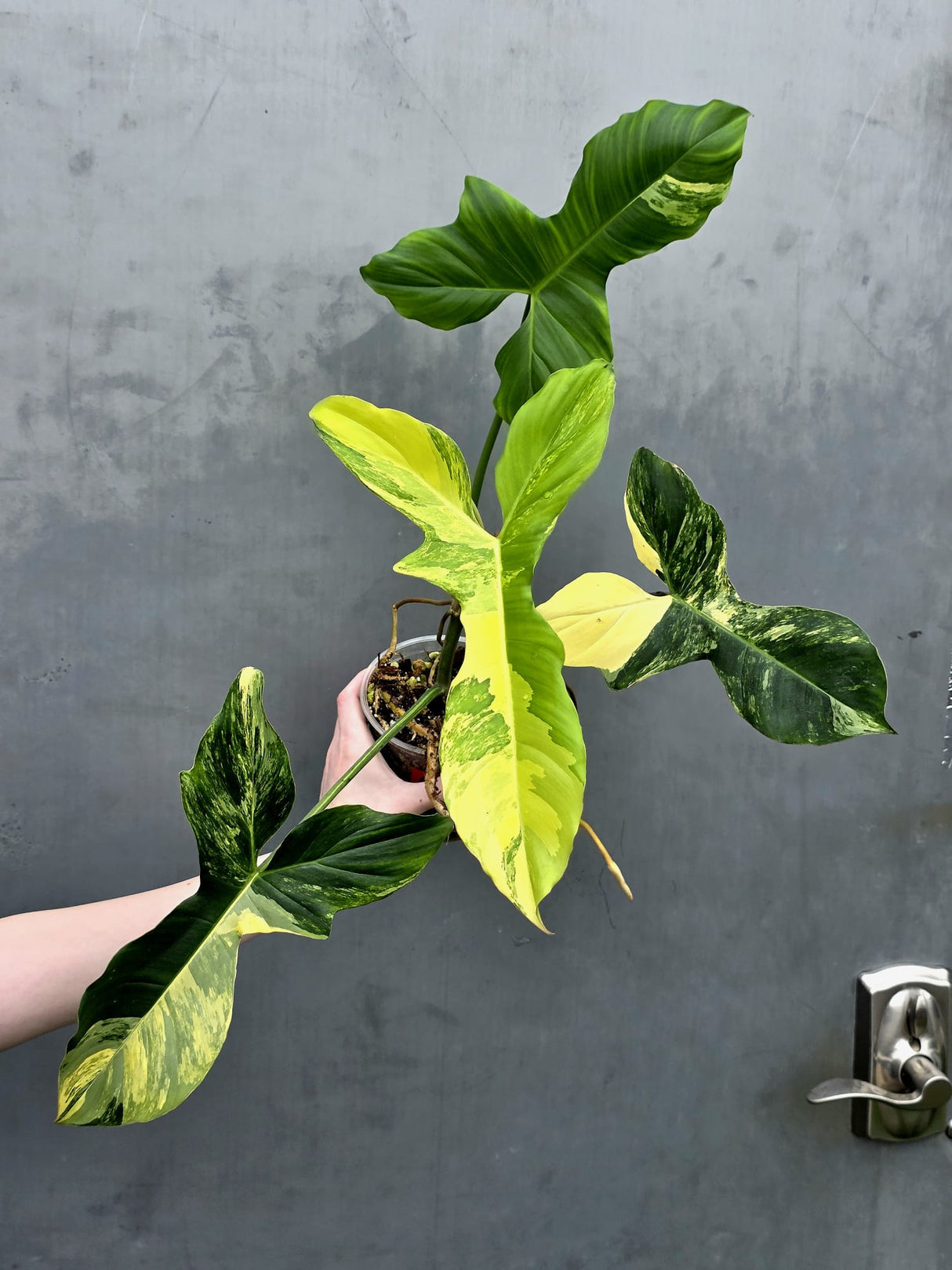 Philodendron Florida Beauty x Paraiso Verde in a Nursery Pot - Variegation Super Rare Collector EXACT Plant - Gift Plant - US Seller