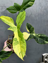 Philodendron Florida Beauty x Paraiso Verde in a Nursery Pot - Variegation Super Rare Collector EXACT Plant - Gift Plant - US Seller
