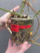 Philodendron Florida Beauty x Paraiso Verde in a Nursery Pot - Variegation Super Rare Collector EXACT Plant - Gift Plant - US Seller