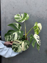 Rare Variegated Monstera Albo - White Albo Borsigiana Mature EXACT Plant - Large Form - US Seller