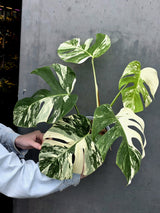Rare Variegated Monstera Albo - White Albo Borsigiana Mature EXACT Plant - Large Form - US Seller