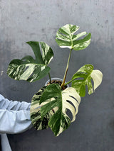 Rare Variegated Monstera Albo - White Albo Borsigiana Mature EXACT Plant - Large Form - US Seller