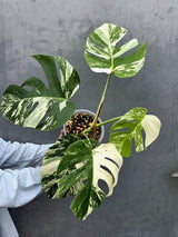 Rare Variegated Monstera Albo - White Albo Borsigiana Mature EXACT Plant - Large Form - US Seller