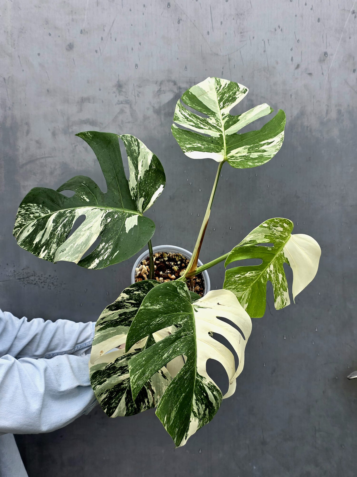 Rare Variegated Monstera Albo - White Albo Borsigiana Mature EXACT Plant - Large Form - US Seller