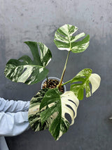 Rare Variegated Monstera Albo - White Albo Borsigiana Mature EXACT Plant - Large Form - US Seller